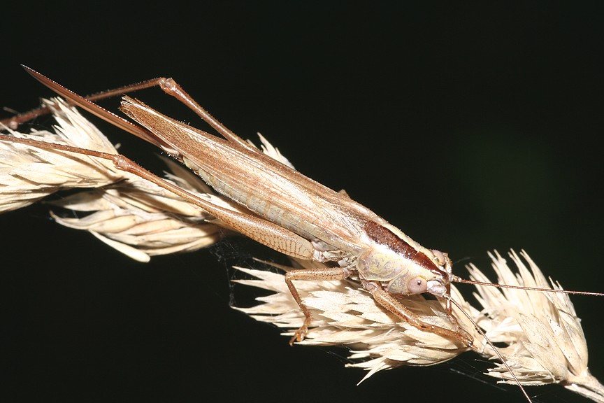 Ensifero - Conocephalus discolor